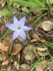 Ipheion