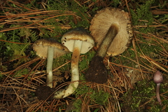 Inocybe corydalina