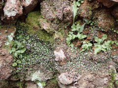 Asplenium ruprechtii