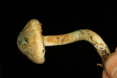Inocybe corydalina