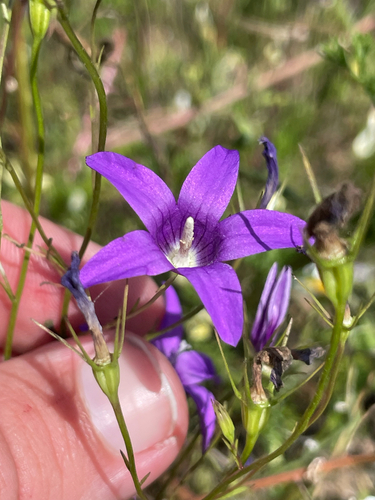 Campanula lusitanica, photograph 6