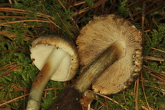 Inocybe corydalina