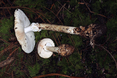 Amanita arocheae