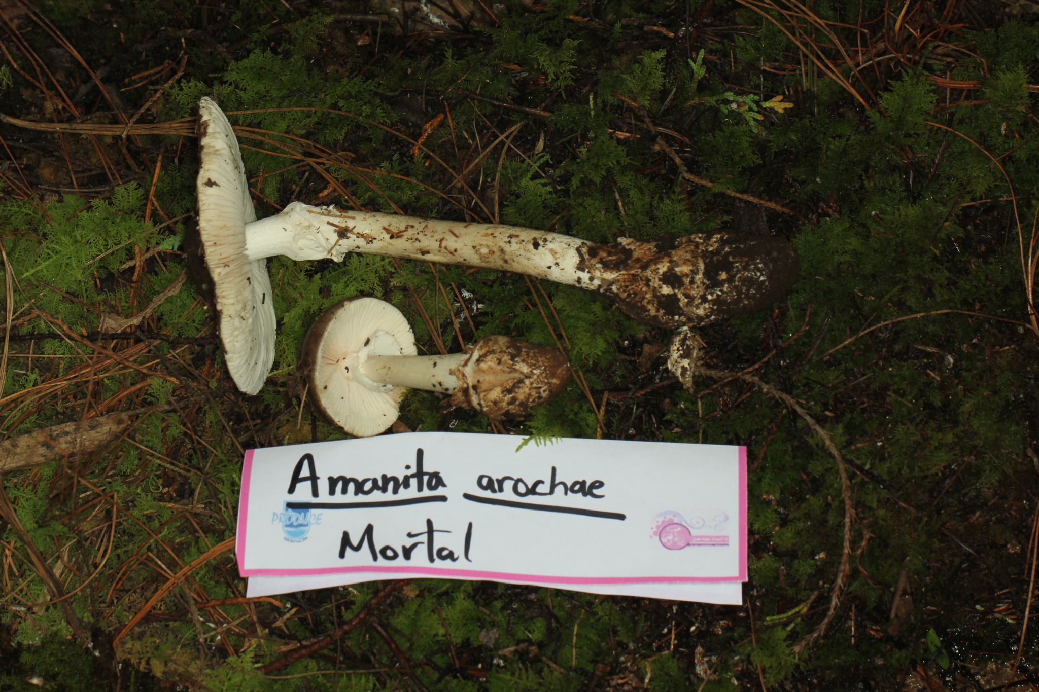 Amanita arocheae image
