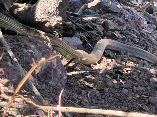 Sonoran Whipsnake