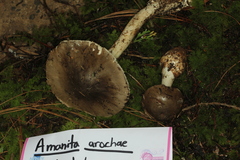 Amanita arocheae