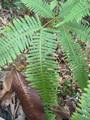 Dicranopteris pedata, photograph author not stated, no rights reserved