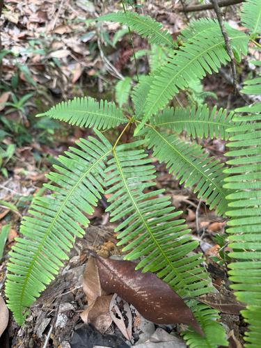 Dicranopteris pedata, photograph 6