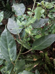 Trichostigma octandrum