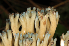Phaeoclavulina cyanocephala