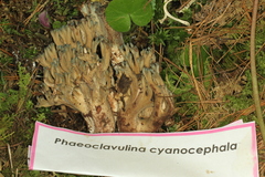Phaeoclavulina cyanocephala