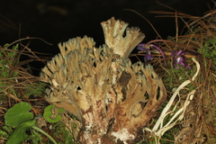 Phaeoclavulina cyanocephala