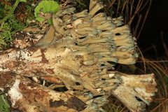 Phaeoclavulina cyanocephala
