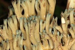 Phaeoclavulina cyanocephala