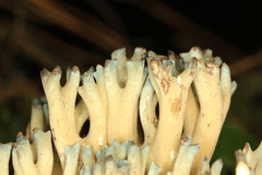Phaeoclavulina cyanocephala