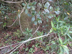 Coprosma macrocarpa minor