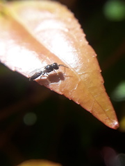 Pemphredonina