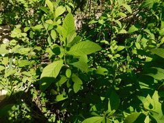 Oemleria cerasiformis