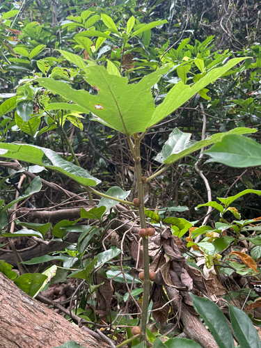 Ficus simplicissima, photograph 3