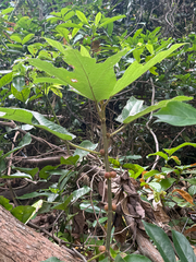 Ficus simplicissima, photograph author not stated, no rights reserved