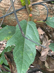 Ficus simplicissima, photograph author not stated, no rights reserved