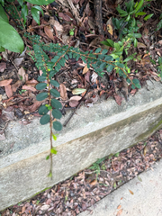 Phyllanthus cochinchinensis, photograph author not stated, no rights reserved