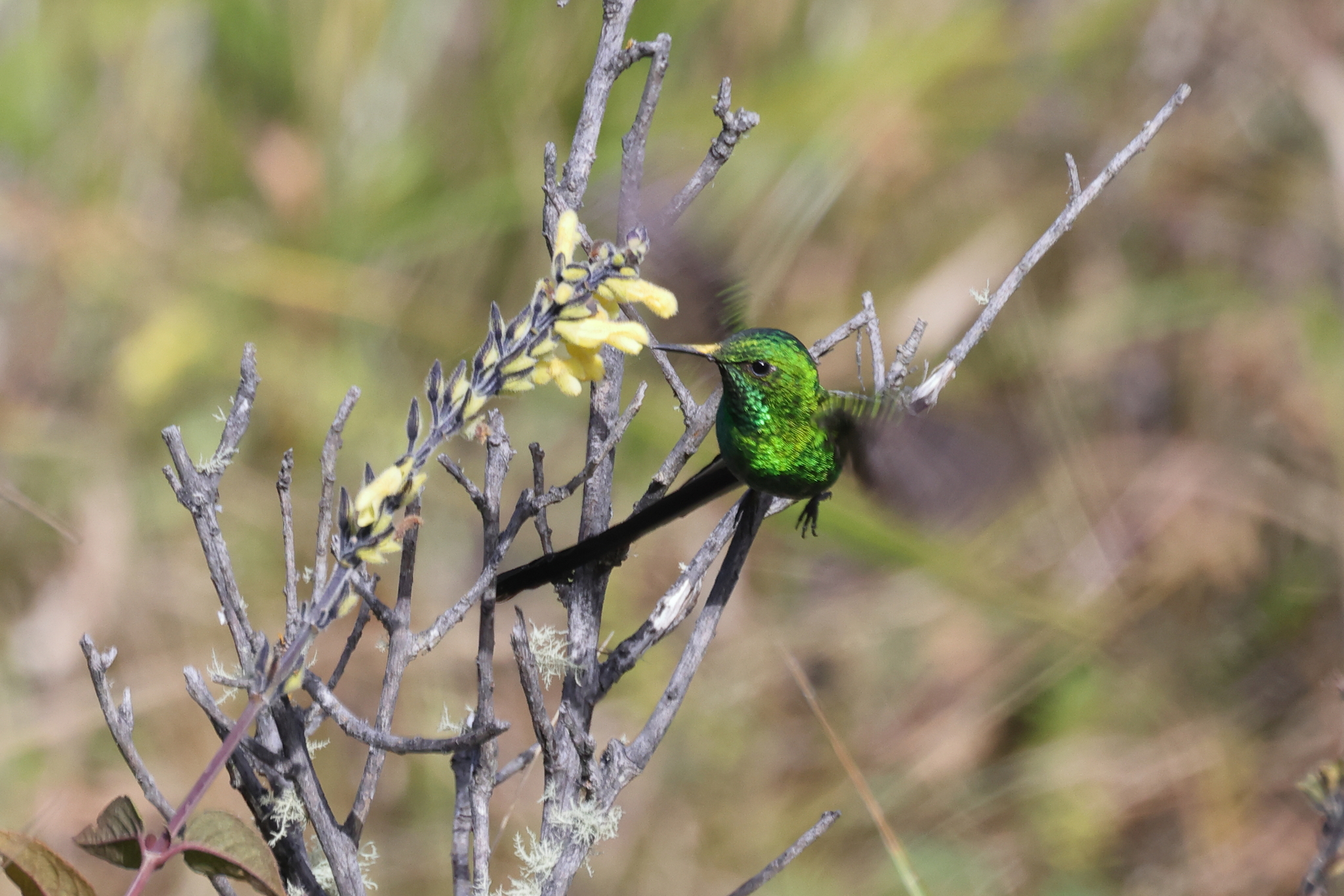 Green-tailed Trainbearer (Lesbia nuna), photo 3
