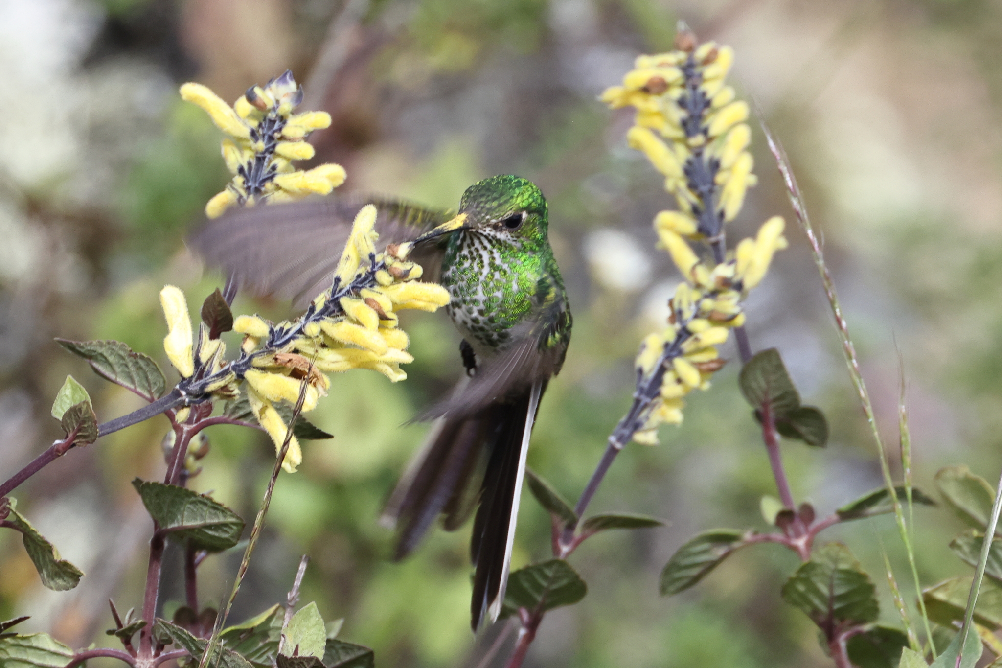 Green-tailed Trainbearer (Lesbia nuna), photo 2