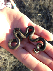 Diadophis punctatus similis