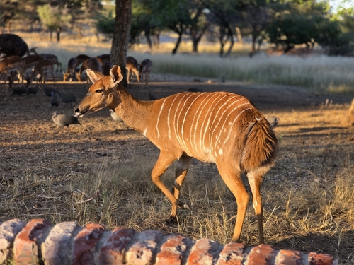 Nyala
