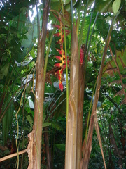 Heliconia pogonantha