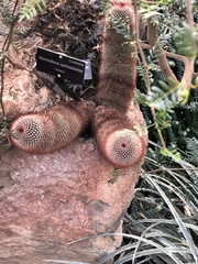 Mammillaria spinosissima