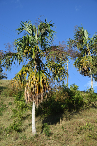 Sabal mauritiiformis, photograph 4