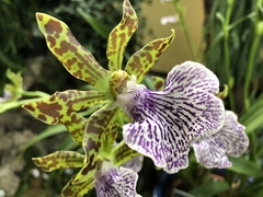 Zygopetalum