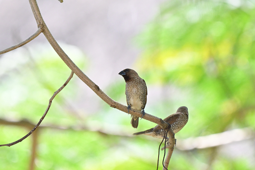 Scaly-breasted Munia