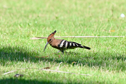 Common Hoopoe
