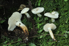 Hydnum albidum