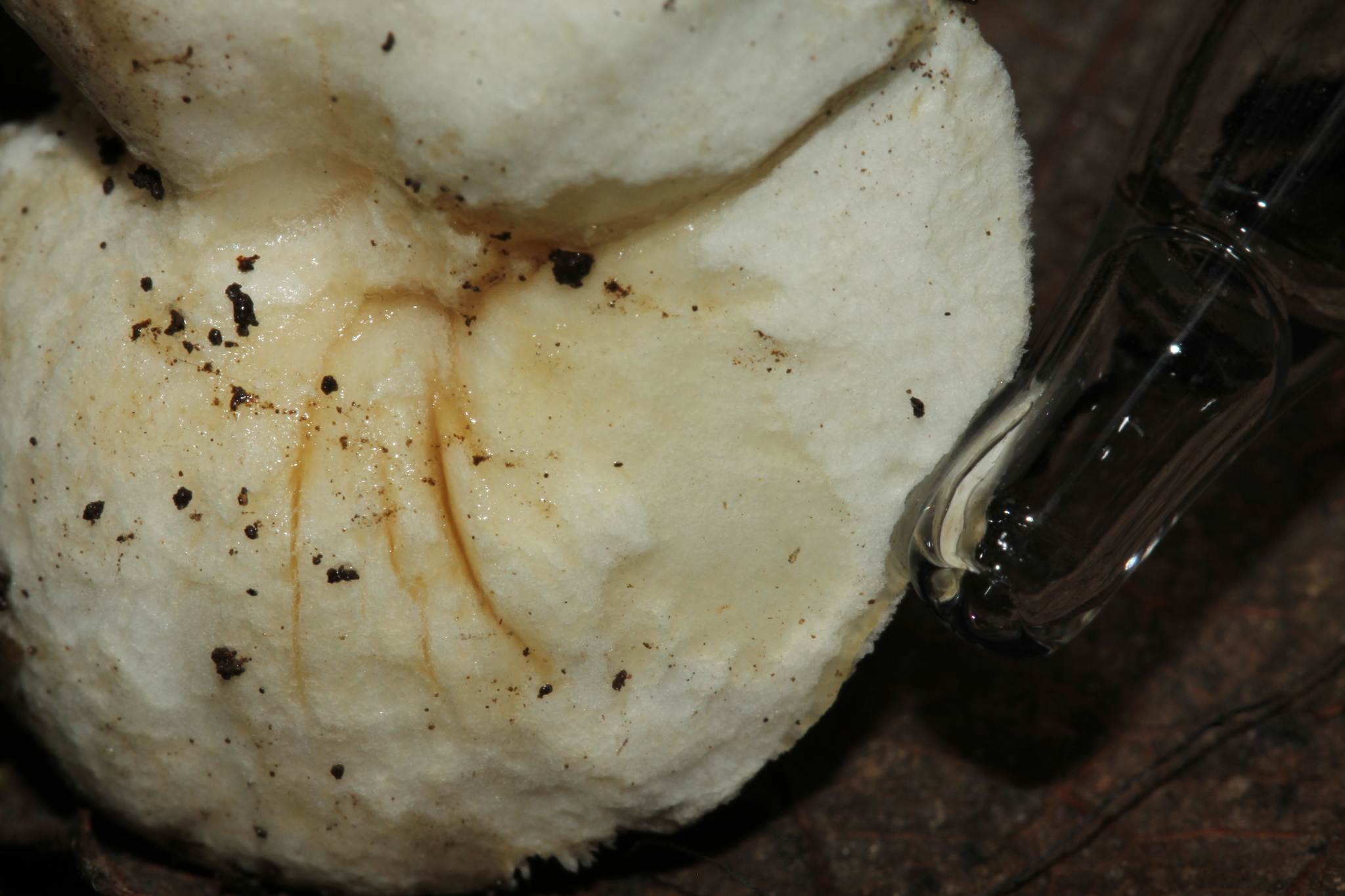 Hydnum albidum image
