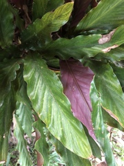 Goeppertia rufibarba