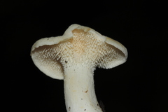 Hydnum albidum