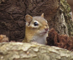 Tamias striatus