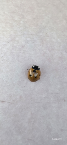 Seven-spotted Lady Beetle