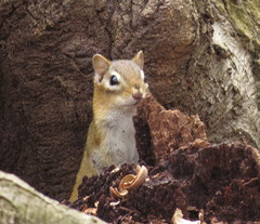 Tamias striatus