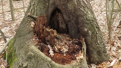 Tamias striatus