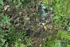 Cyphellostereum pusiolum