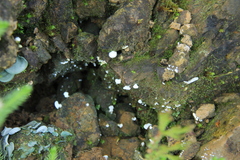 Cyphellostereum pusiolum