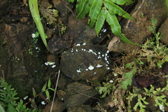 Cyphellostereum pusiolum