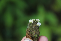 Cyphellostereum pusiolum