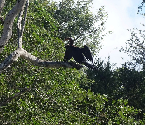 iNaturalist image