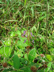 Desmodium axillare